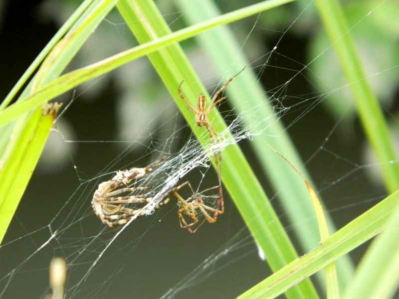 Argiope bruennichi in corteggiamento?